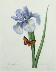 Iris xiphium, gravert av Langlois, fra 